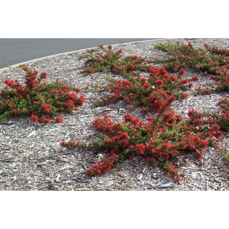 Grevillea New Blood - 14cm Pot