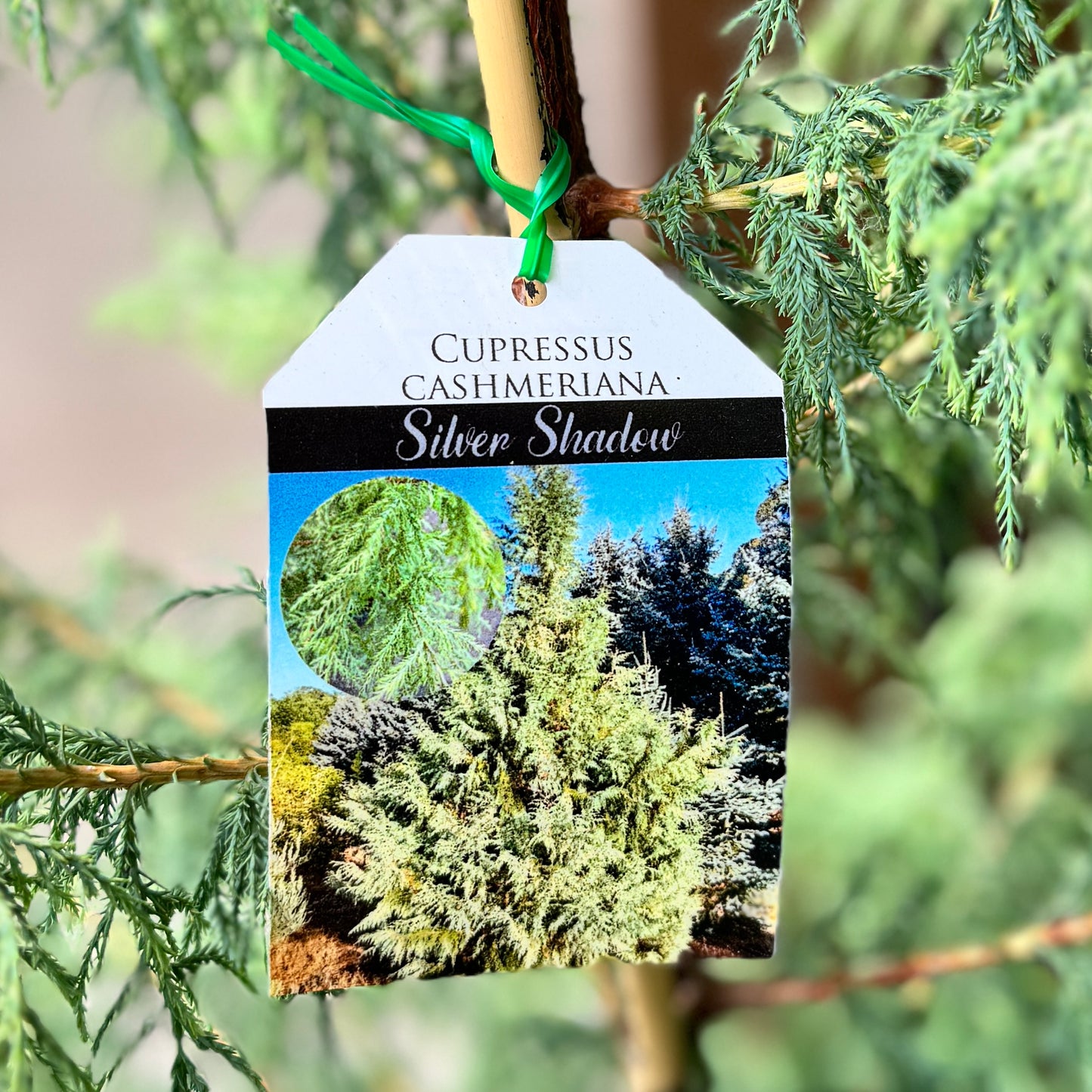 Cupressus Cashmeriana Silver Shadow - 30cm Pot