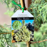 Cupressus Cashmeriana Silver Shadow - 30cm Pot