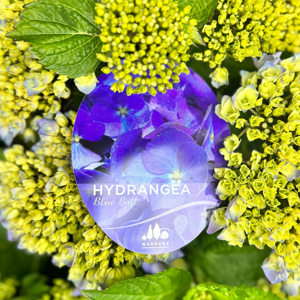 Hydrangea Blue Ball - 20cm Pot