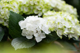 Hydrangea Magical Pearl - 20cm Pot