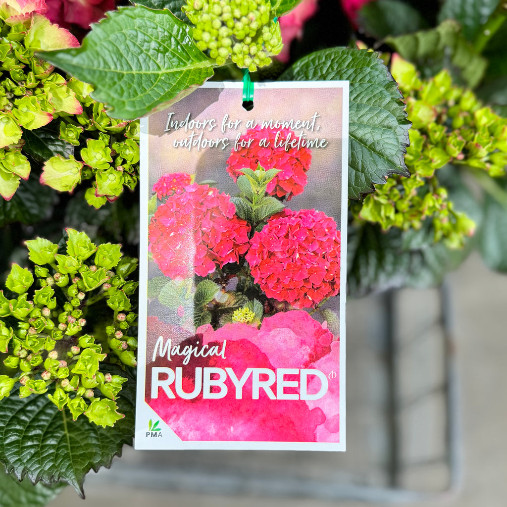 Hydrangea Magical Ruby Red - 20cm Pot