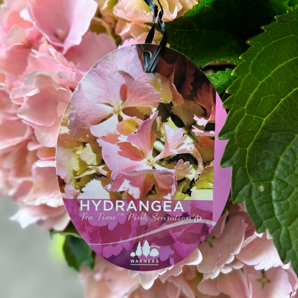 Hydrangea Tea Time Pink Sensation - 20cm Pot