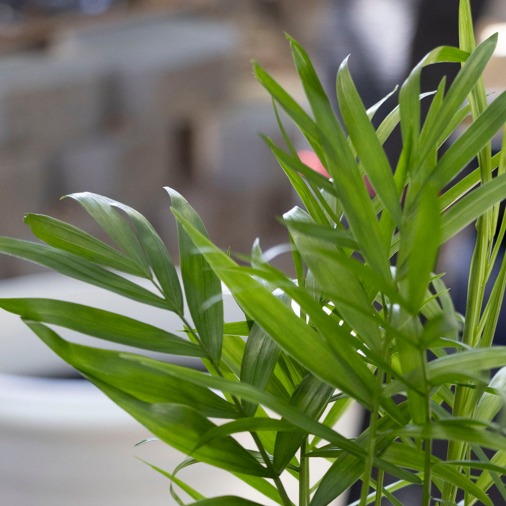 Chamaedorea Elegans Parlour Palm - 13cm Pot