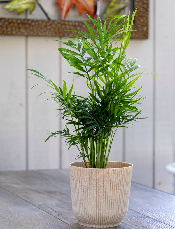 Chamaedorea Elegans Parlour Palm - 13cm Pot