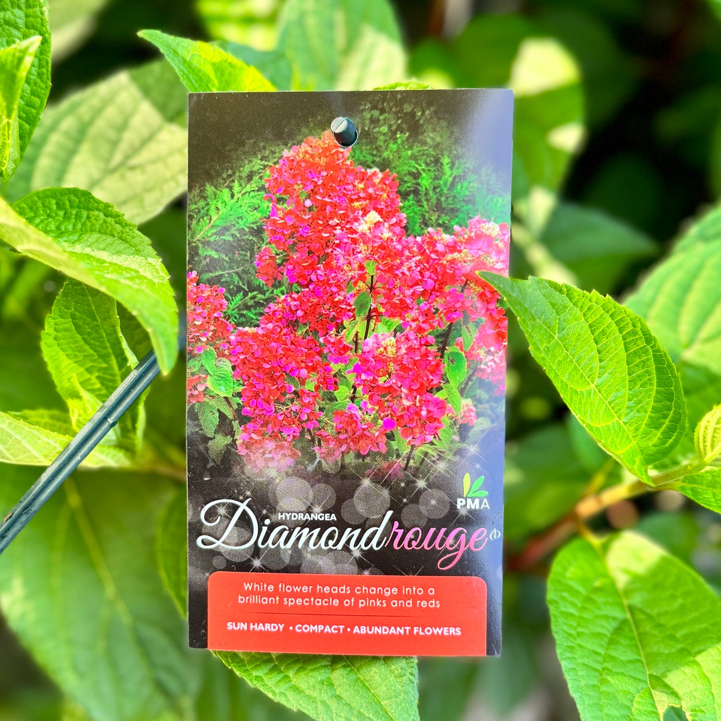 Hydrangea Diamond Rouge - 20cm Pot