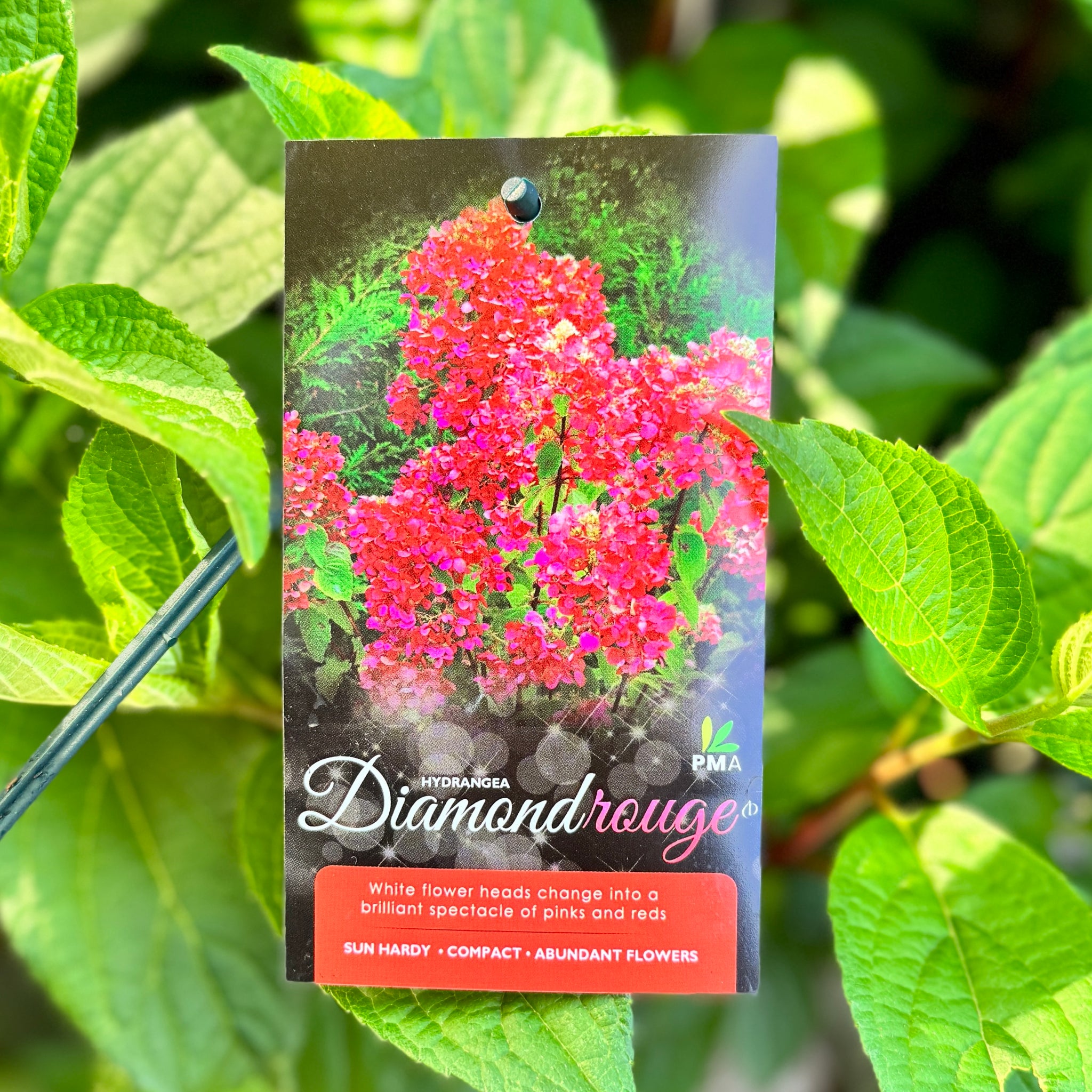 Hydrangea Diamond Rouge - 20cm Pot