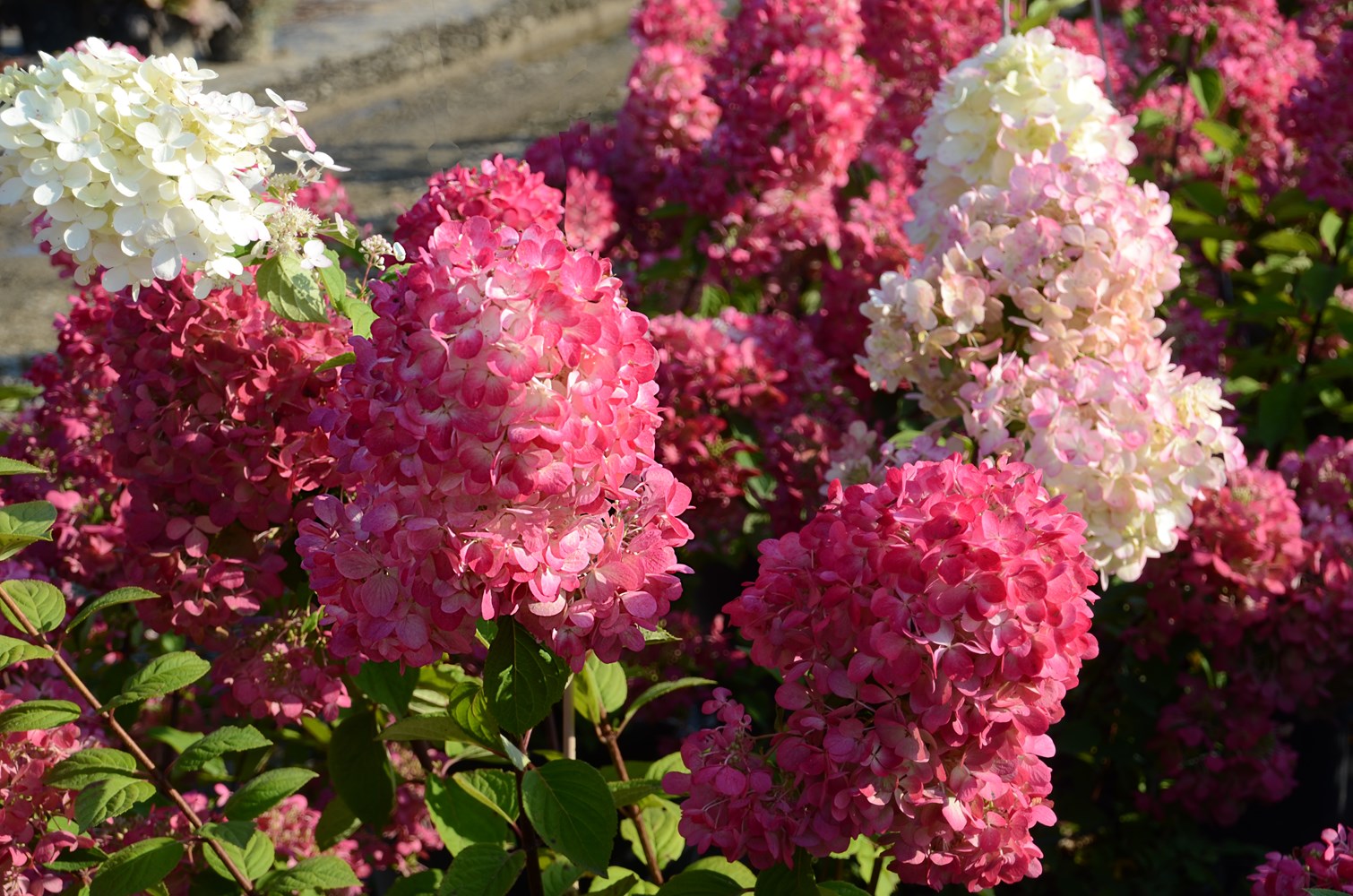 Hydrangea Diamond Rouge - 20cm Pot