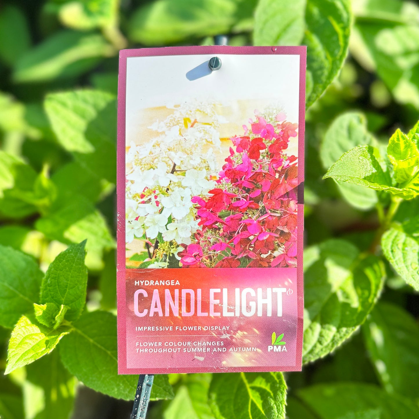 Hydrangea Candlelight - 20cm Pot