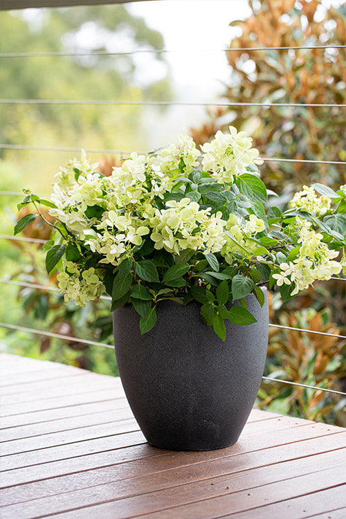 Hydrangea Diamond Rouge - 20cm Pot