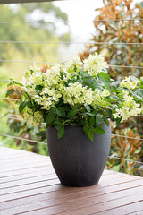 Hydrangea Diamond Rouge - 20cm Pot