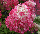 Hydrangea Diamond Rouge - 20cm Pot