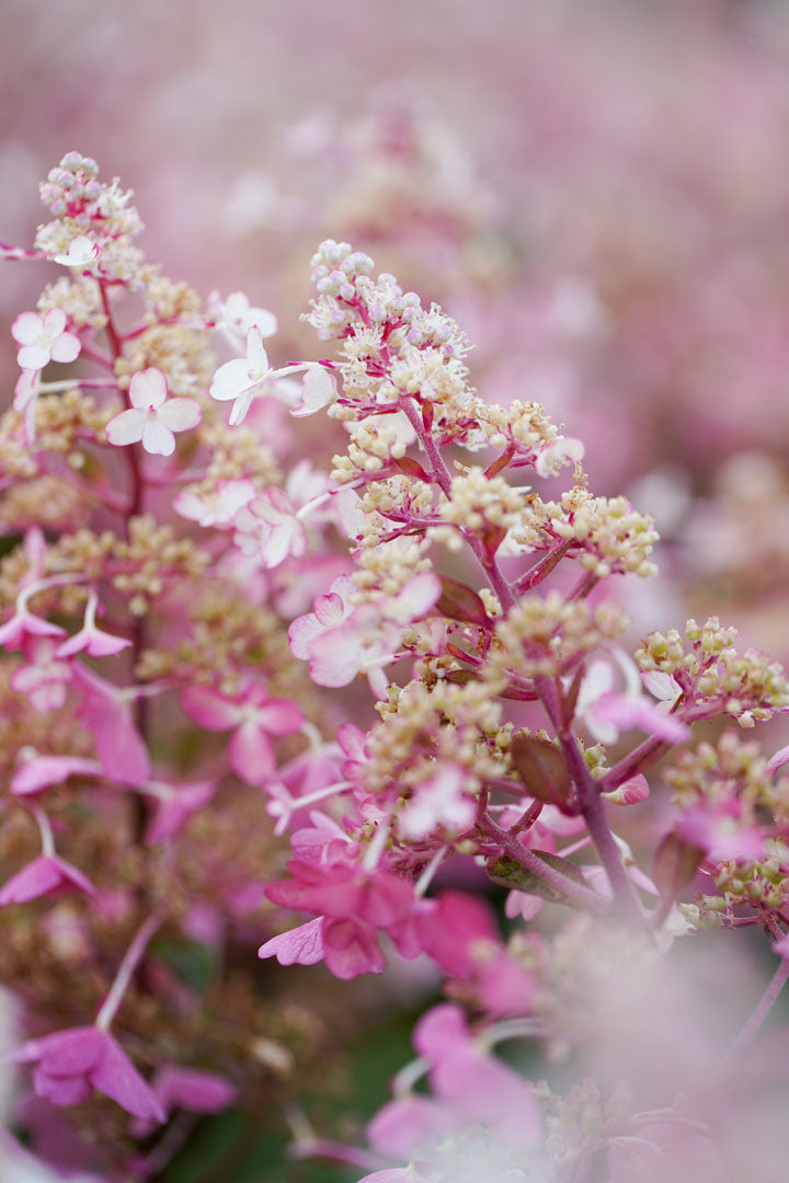 Hydrangea Candlelight - 20cm Pot
