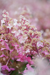 Hydrangea Candlelight - 20cm Pot