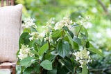 Hydrangea Candlelight - 20cm Pot