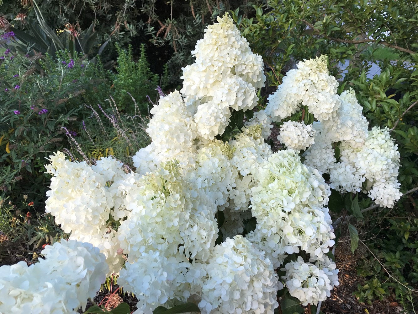 Hydrangea Candlelight - 20cm Pot