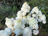 Hydrangea Candlelight - 20cm Pot