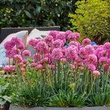 Dreameria Daydream - 14cm Pot