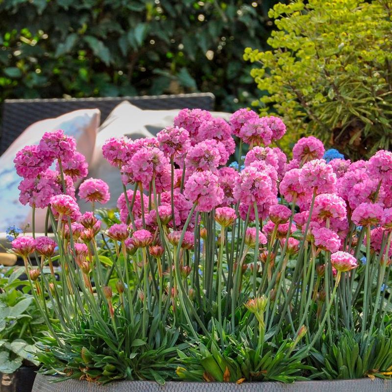 Dreameria Daydream - 14cm Pot