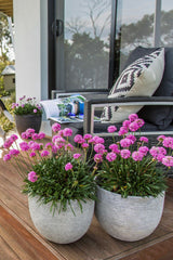 Dreameria Daydream - 14cm Pot