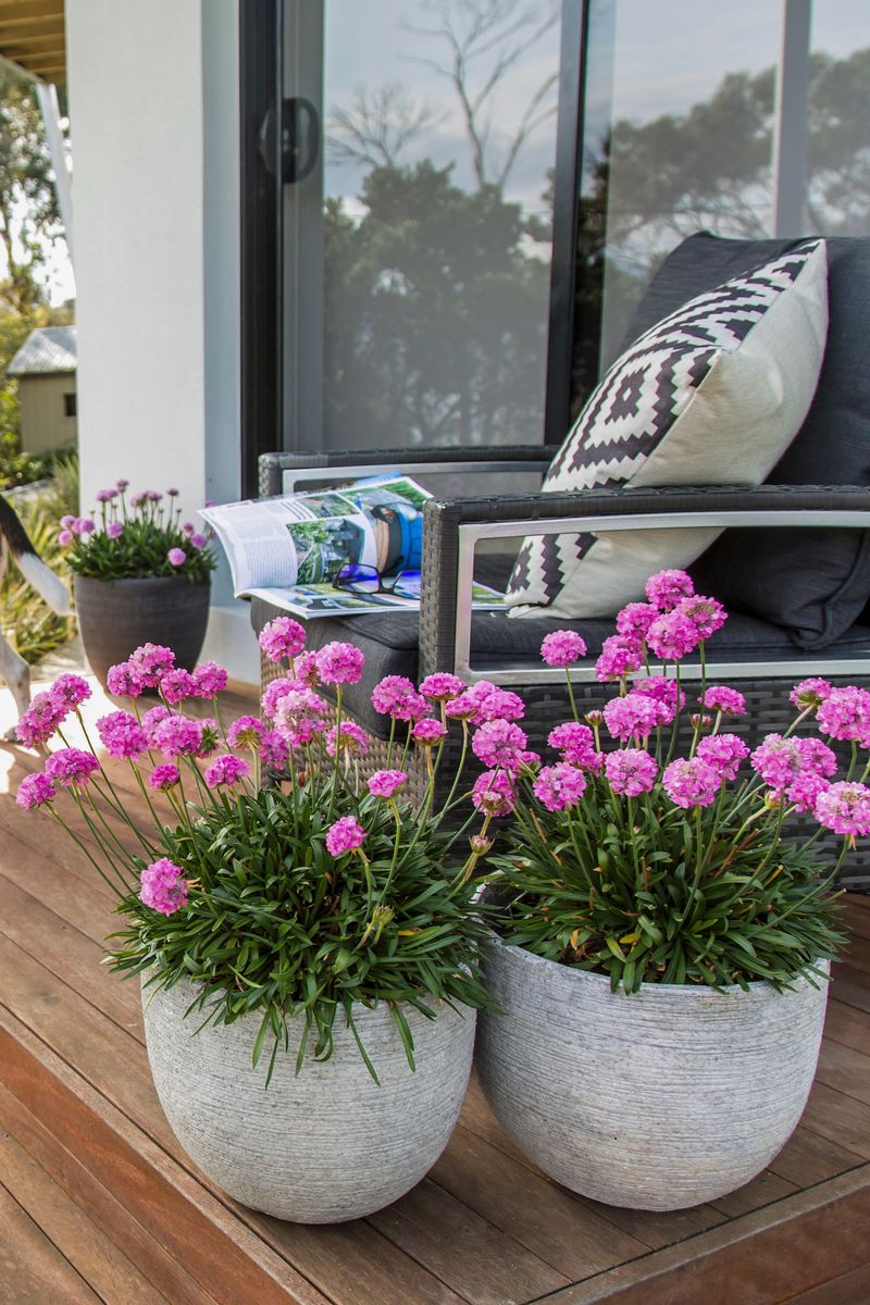 Dreameria Daydream - 14cm Pot