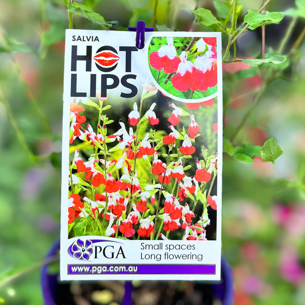 Salvia Hot Lips - 14cm Pot