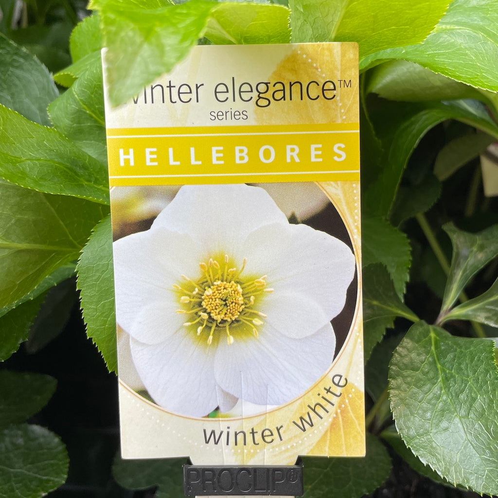 Helleborus Winter White - 14cm Pot