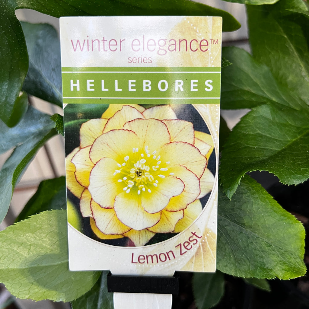 Helleborus Lemon Zest - 14cm Pot