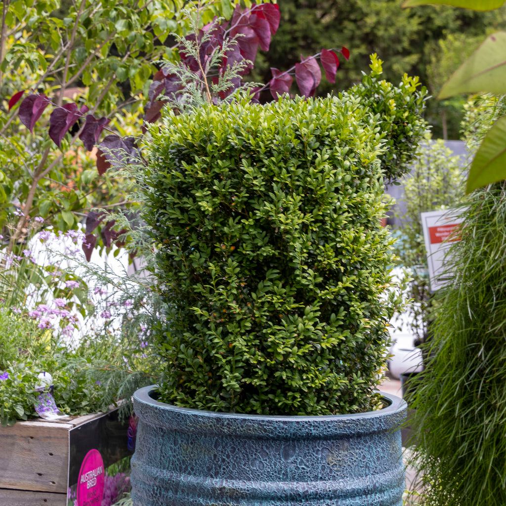 Buxus Bollard - 40cm Pot