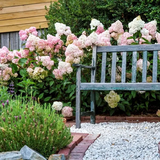 Hydrangea Sundae Fraise - 20cm Pot