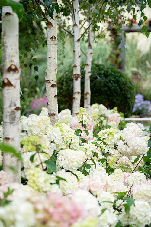 Hydrangea Sundae Fraise - 20cm Pot