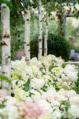Hydrangea Sundae Fraise - 20cm Pot