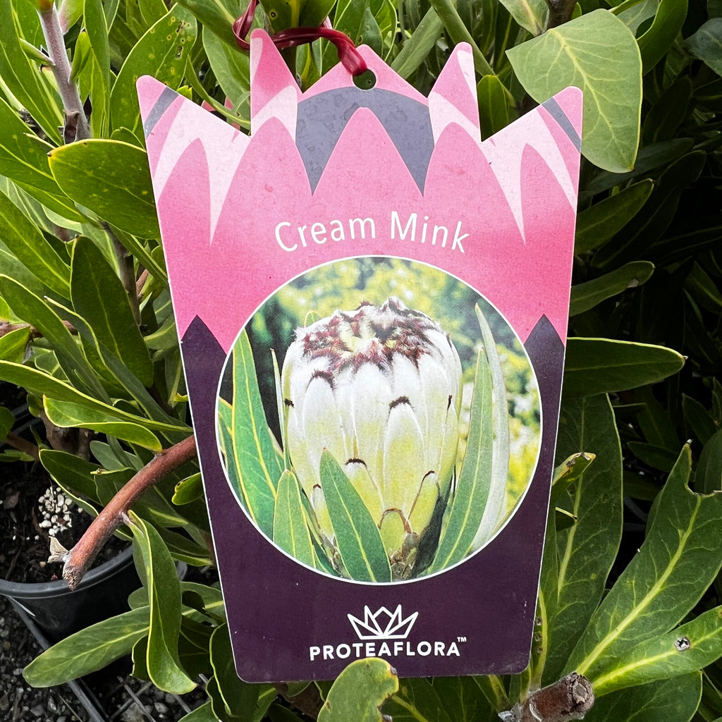 Protea Cream Mink - 14cm Pot