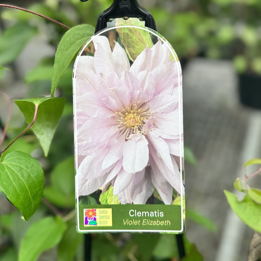 Clematis Violet Elizabeth - 20cm Pot