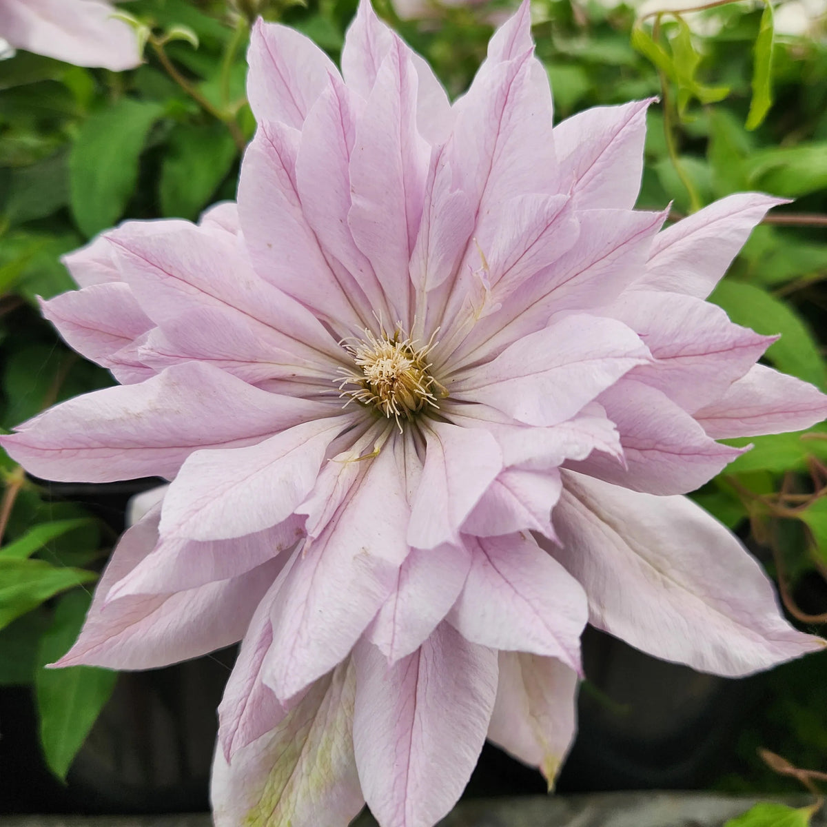 Clematis Violet Elizabeth - 20cm Pot