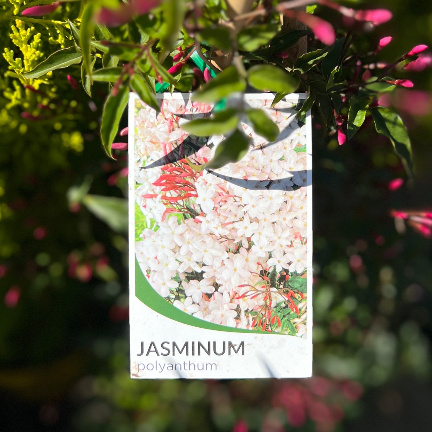 Jasminum Polyanthum - 20cm Pot