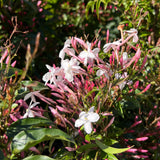 Jasminum Polyanthum - 20cm Pot