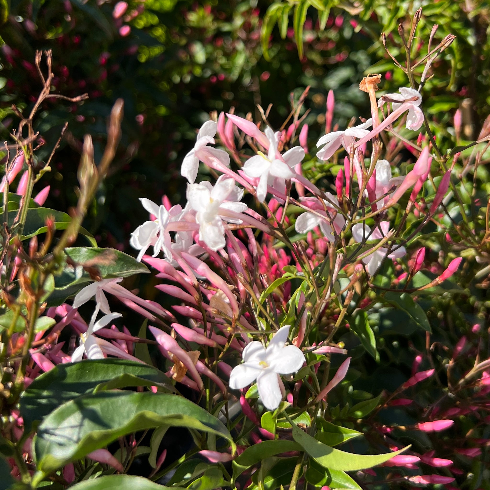 Jasminum Polyanthum - 20cm Pot