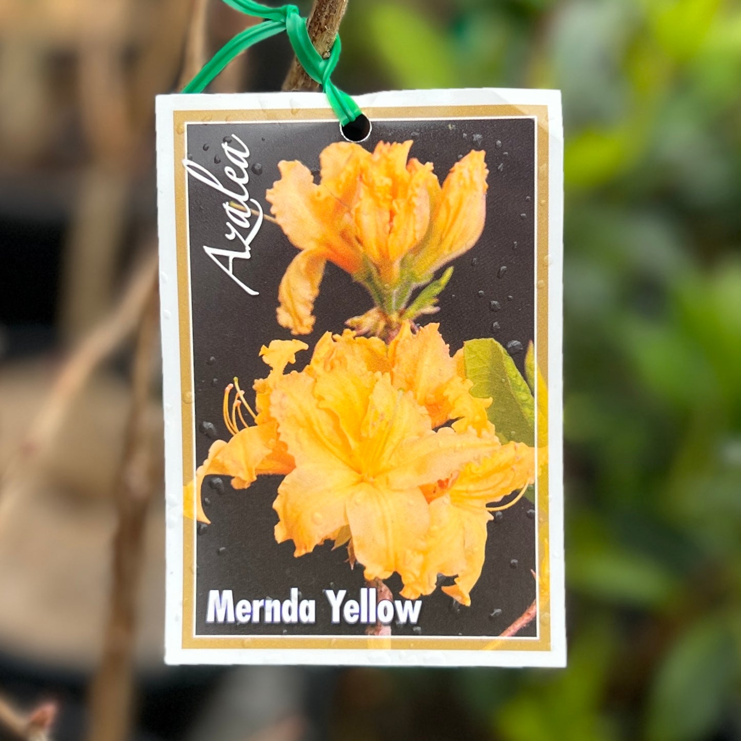 Mollis Azalea Mernda Yellow - 20cm Pot
