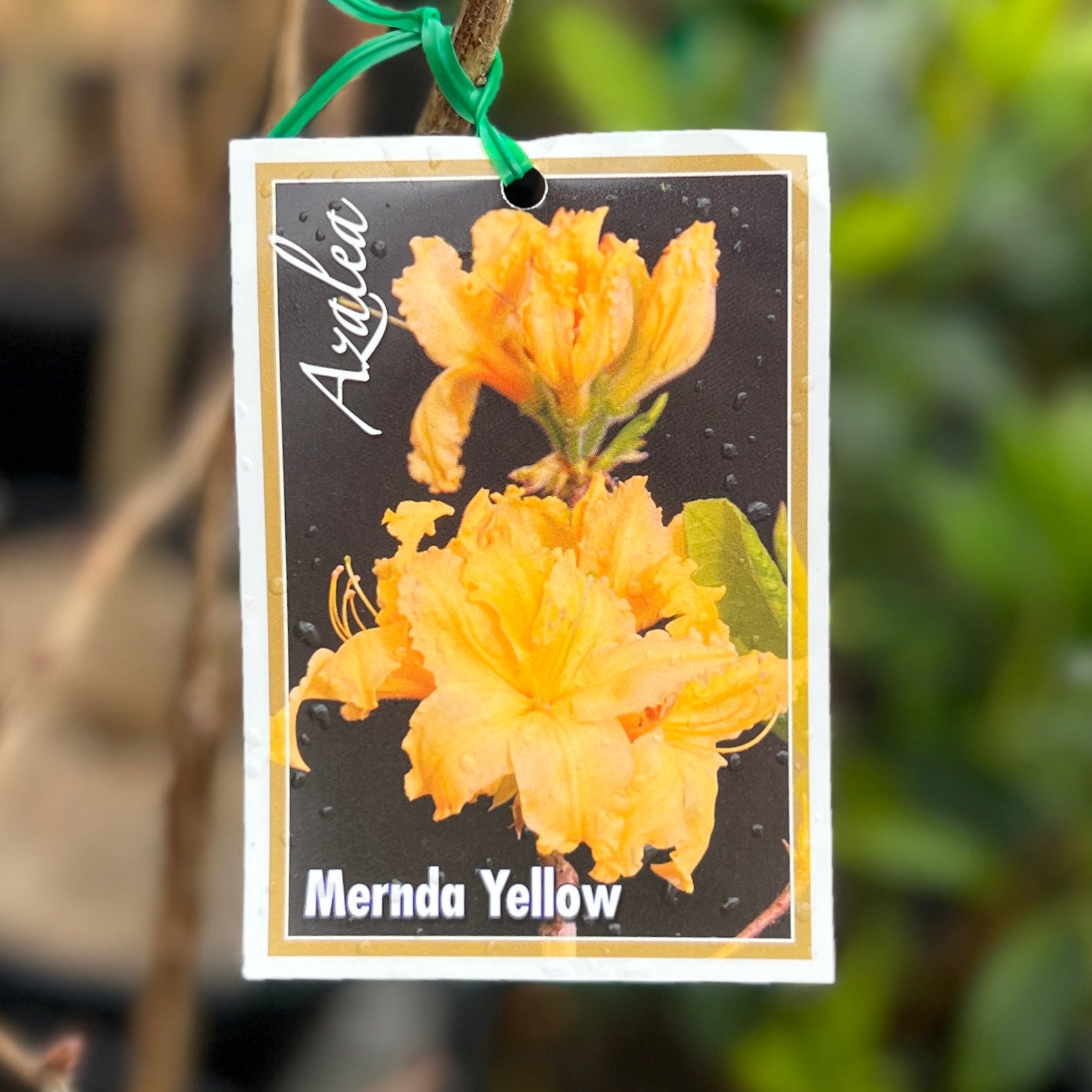 Mollis Azalea Mernda Yellow - 20cm Pot