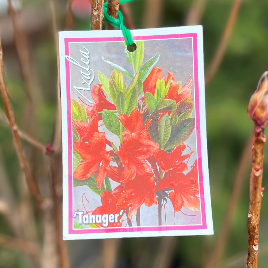 Mollis Azalea Tanager - 20cm Pot