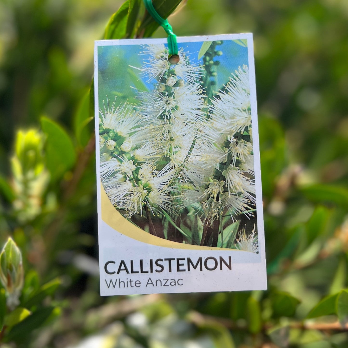 Callistemon White Anzac - 14cm Pot
