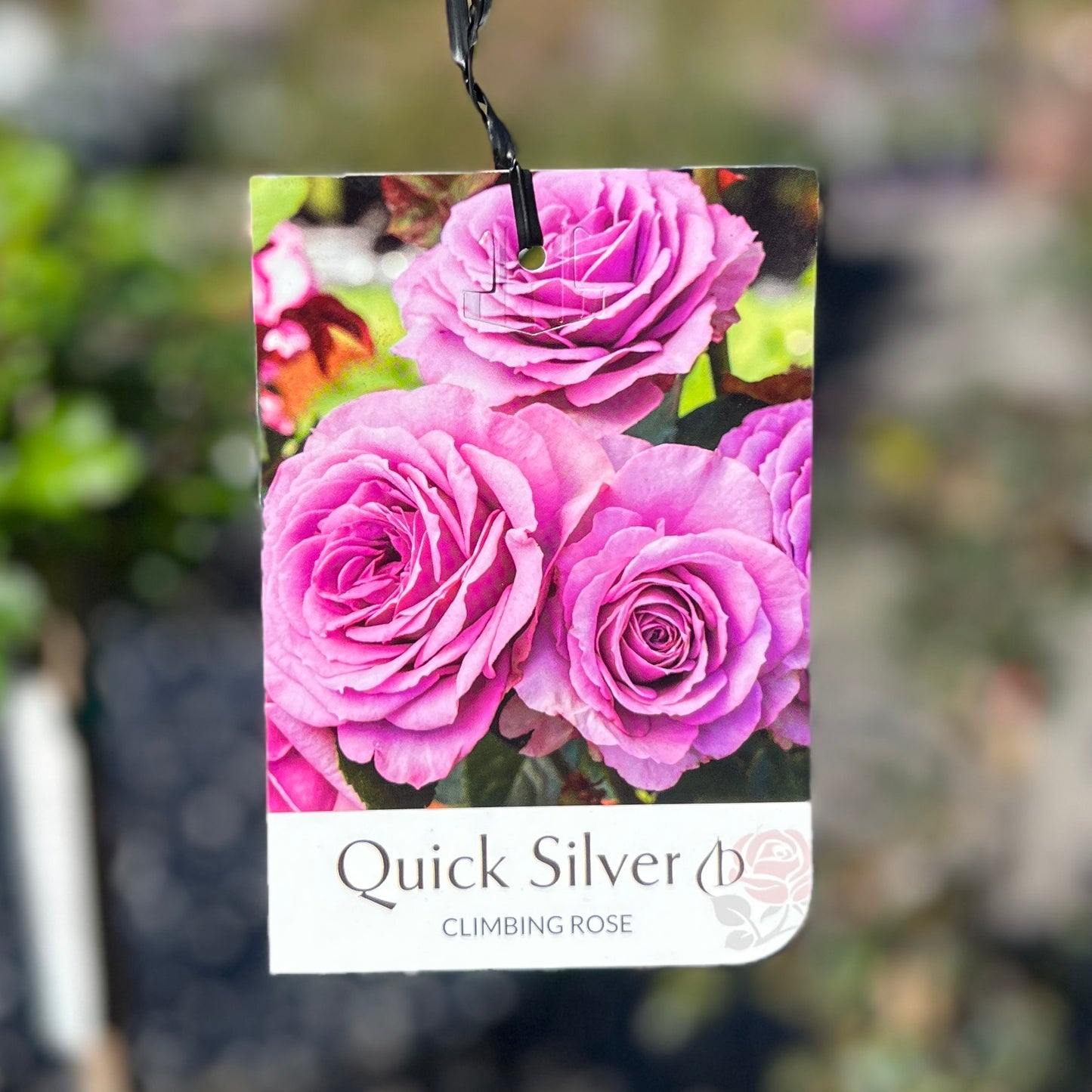 Climbing Rose Quicksilver - 20cm Pot