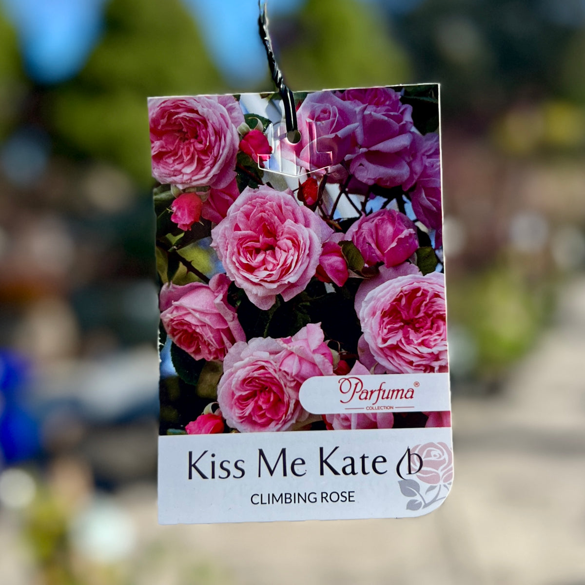 Climbing Rose Kiss Me Kate - 20cm Pot