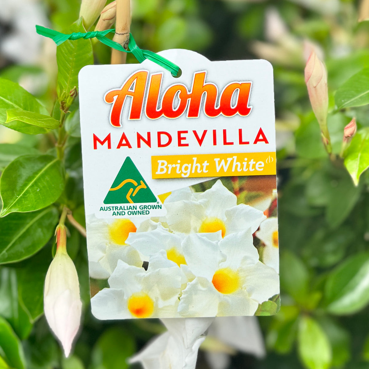Mandevilla Aloha Bright White - 17cm Pot