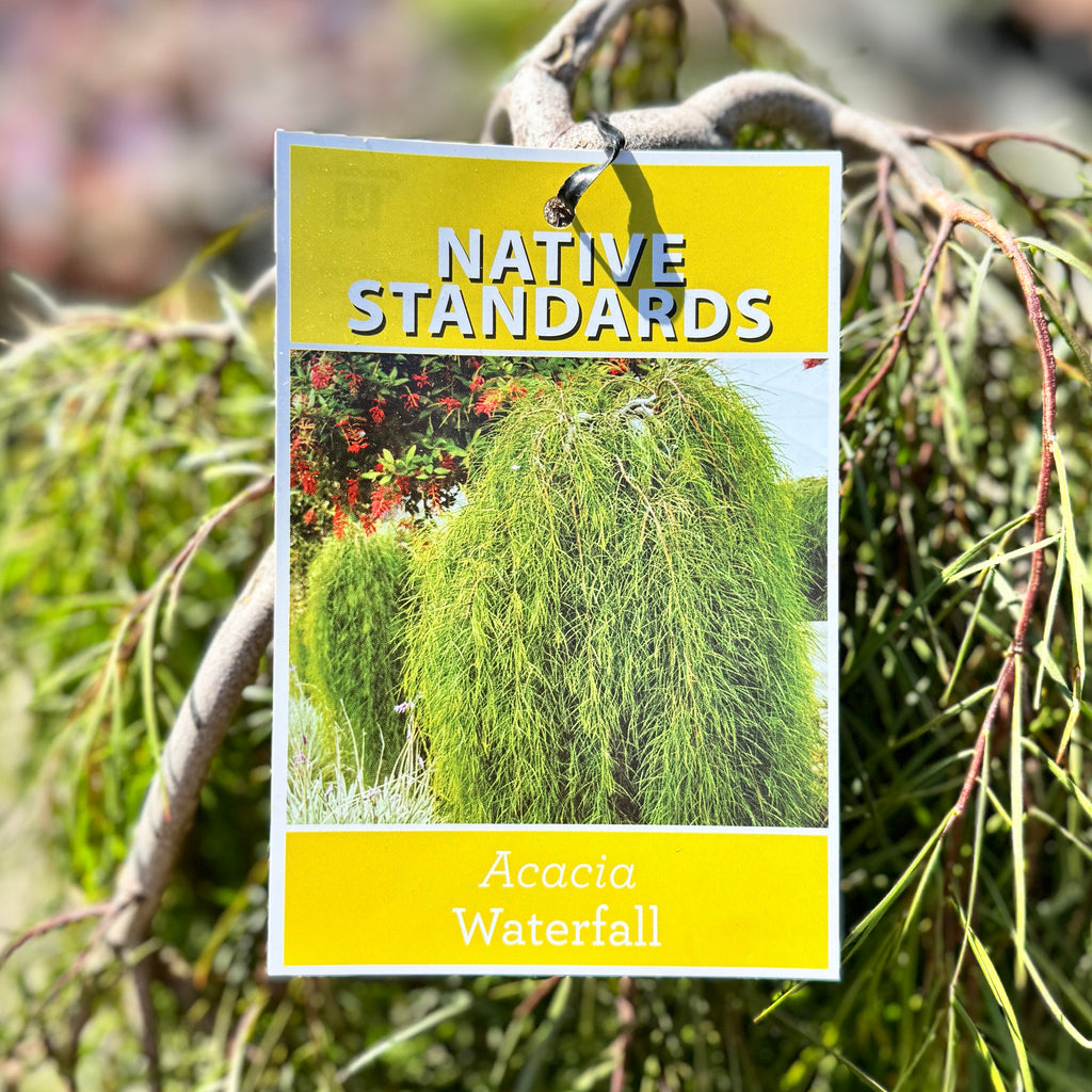 Acacia Waterfall Standard - 40cm Pot