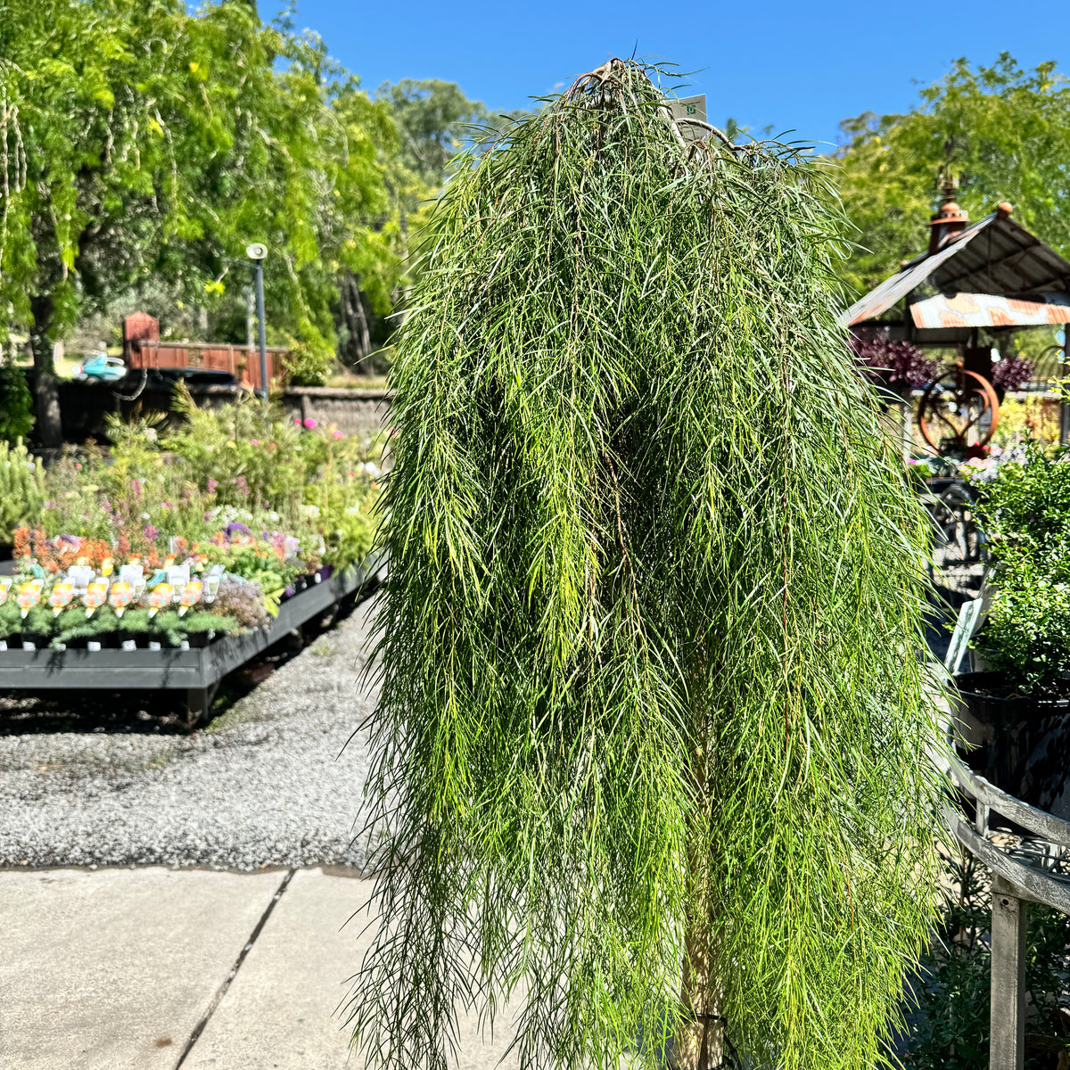 Acacia Waterfall Standard - 40cm Pot