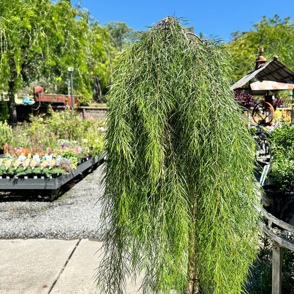 Acacia Waterfall Standard - 40cm Pot