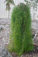 Acacia Waterfall Standard 1.2m - 30cm Pot