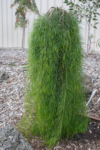Acacia Waterfall Standard 1.2m - 30cm Pot